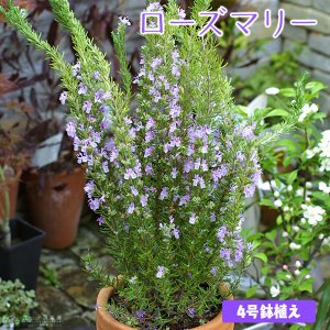 21年 虫除け用ハーブの鉢のおすすめ人気ランキング9選 Mybest