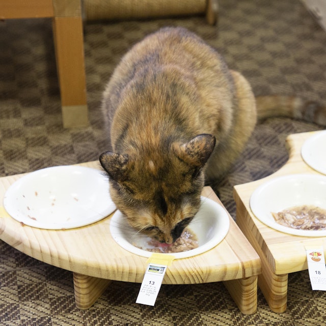 アボダーム キャットセレクトカット 猫缶を全35商品と比較 口コミや評判を実際に使ってレビューしました Mybest