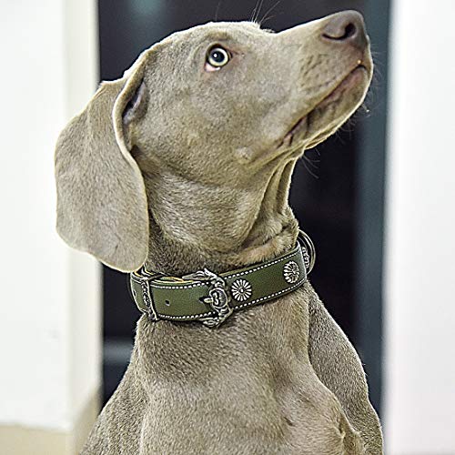 犬の首輪 5