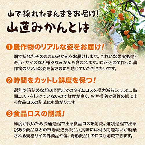 有田みかん 3