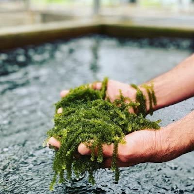 美ら海セット 2