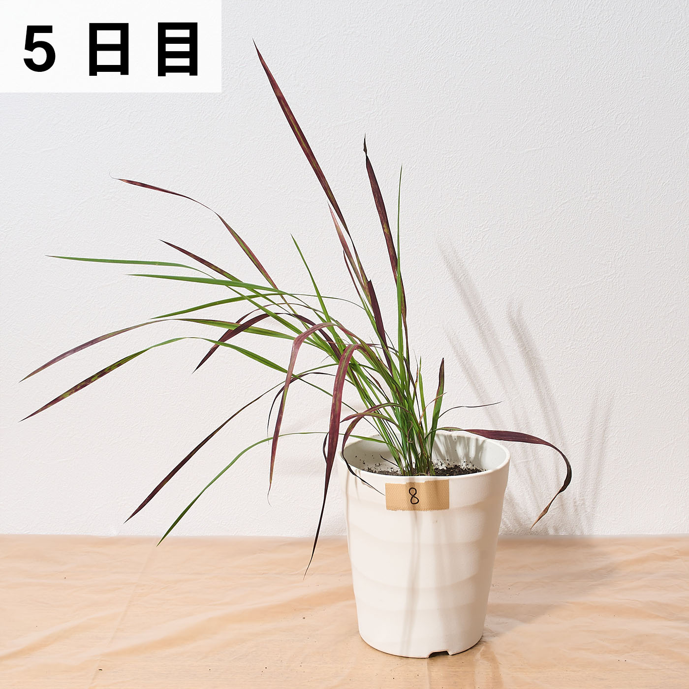 はやく効くお酢の除草剤 16