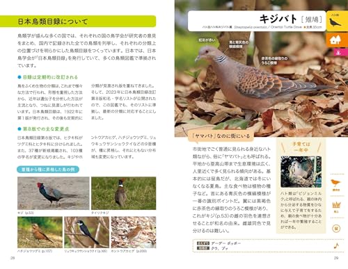 野鳥図鑑 2