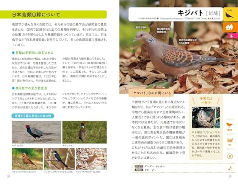 野鳥図鑑 2