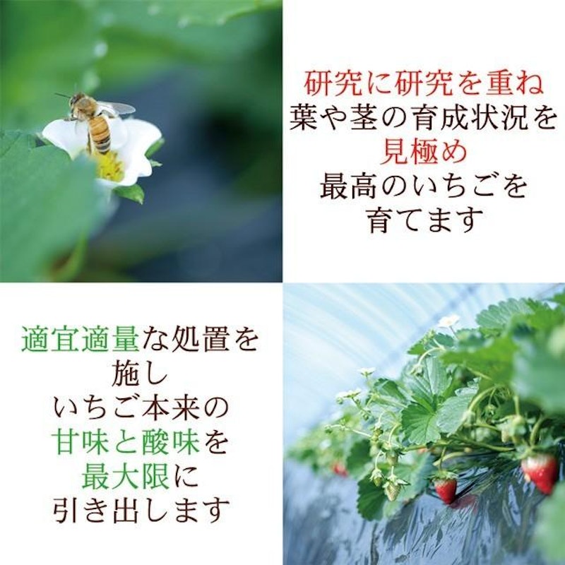 スカイベリー 10