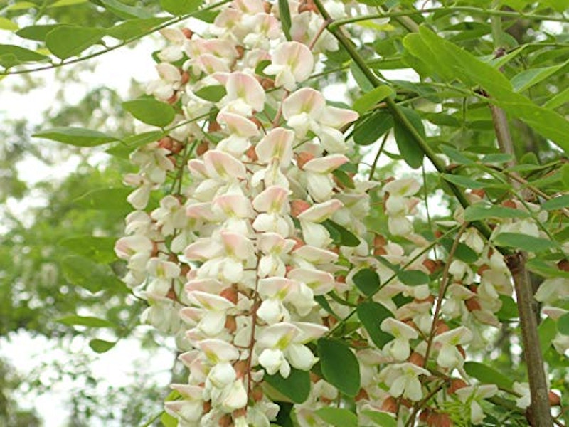 なごみつ あかしあ 5