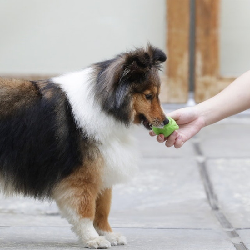 犬用おもちゃ デンタルアニマルズ 3