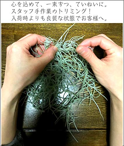 エアープランツ ウスネオイデス 6