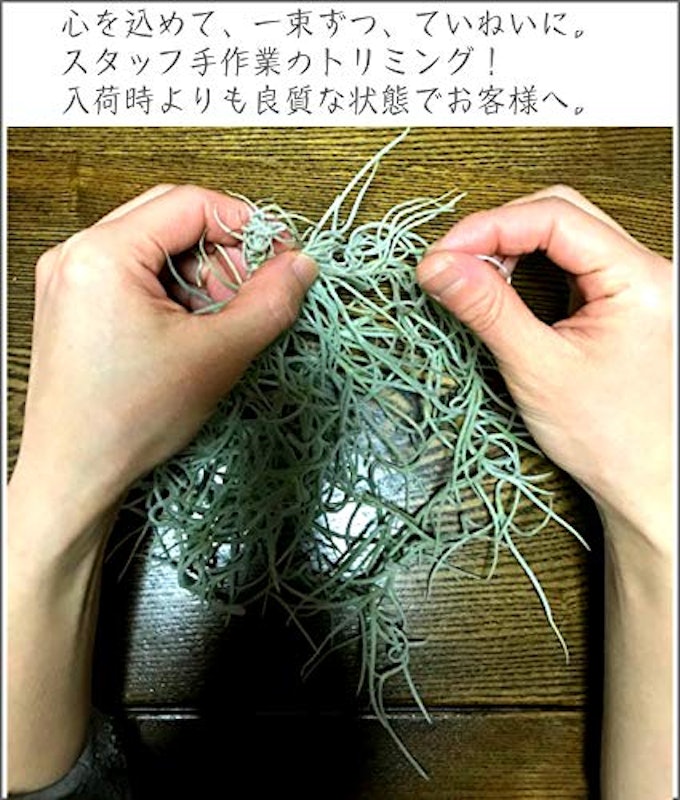 エアープランツ ウスネオイデス 6