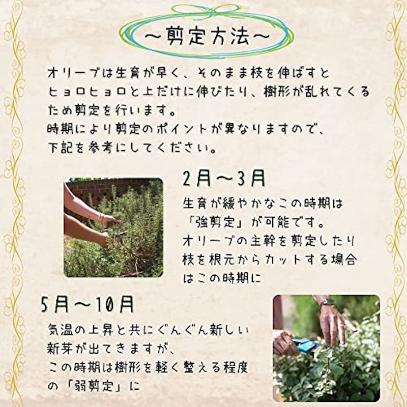 22年 結婚祝い向け観葉植物のおすすめ人気ランキング39選 Mybest 22年 結婚祝い向け観葉植物のおすすめ人気ランキング39選 Mybest