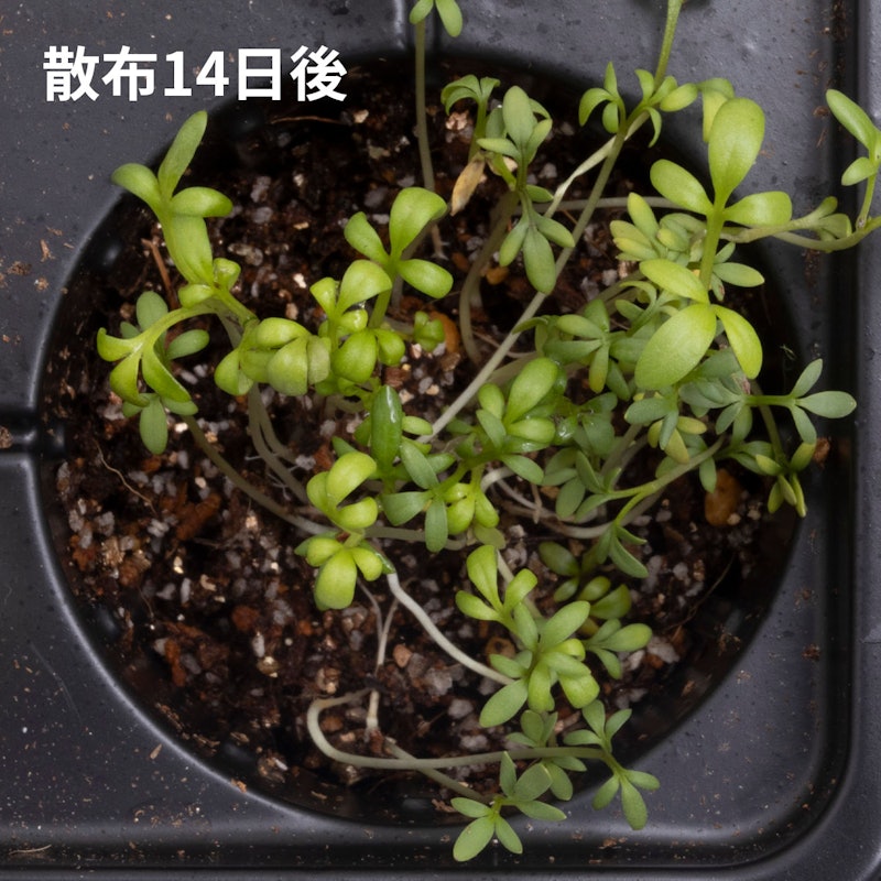 サンフーロン 原液タイプ 5