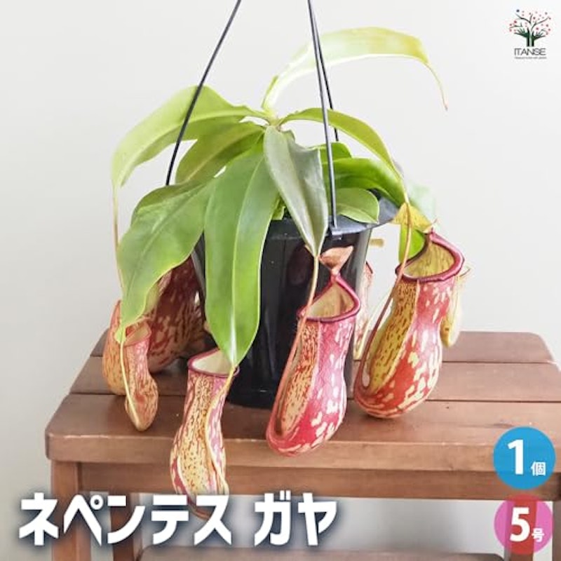 食虫植物 ネペンテス ガヤ 2