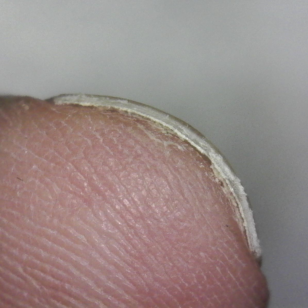 セイワ プロ アーチ型曲線刃爪切りを全24商品と比較 口コミや評判を実際に使ってレビューしました Mybest