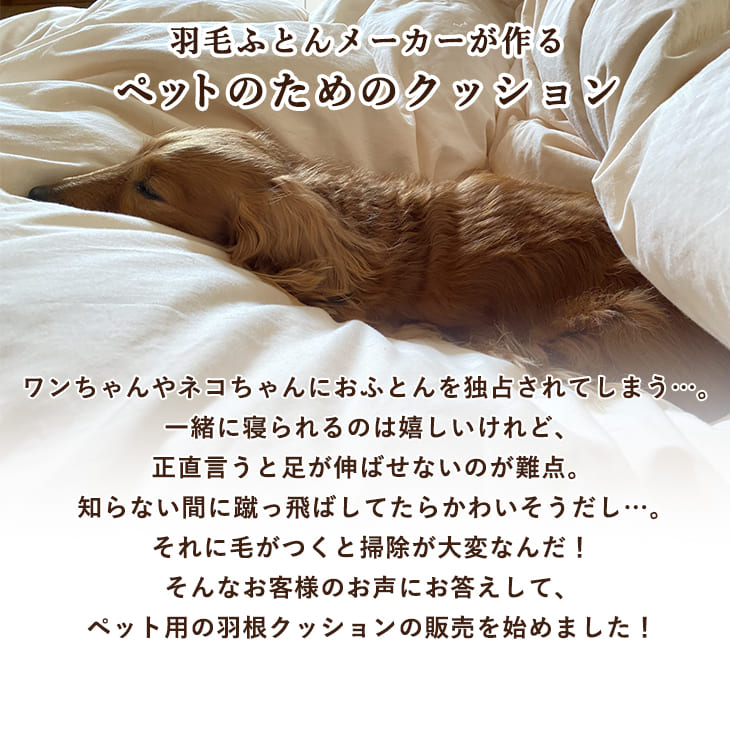 わんクッション 3