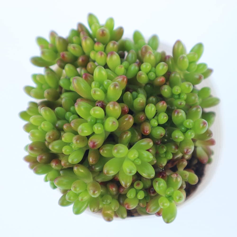 セダム 虹の玉 1