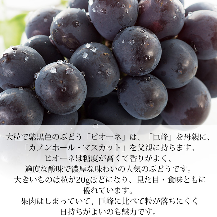やっちゃばくらじ フルーツ詰め合わせ 3