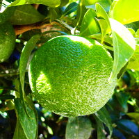 柚子のおすすめ人気ランキング【種類別特徴も紹介！2026年】 | マイベスト