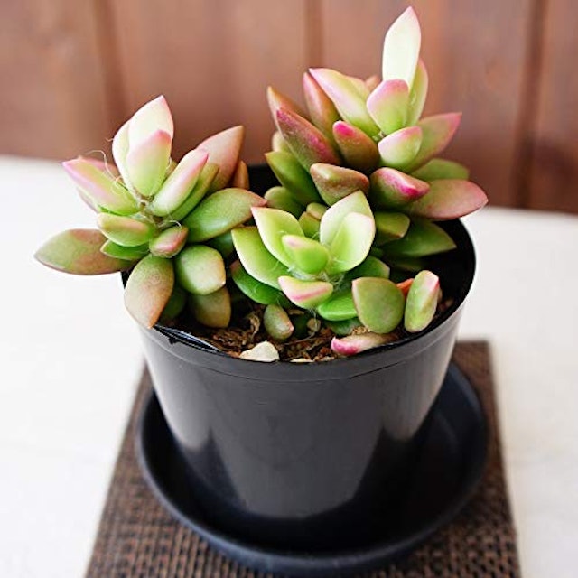 21年 多肉植物のおすすめ人気ランキング10選 Mybest 21年 多肉植物のおすすめ人気ランキング10選 Mybest