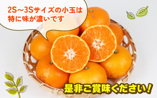 温州みかん 早生 4
