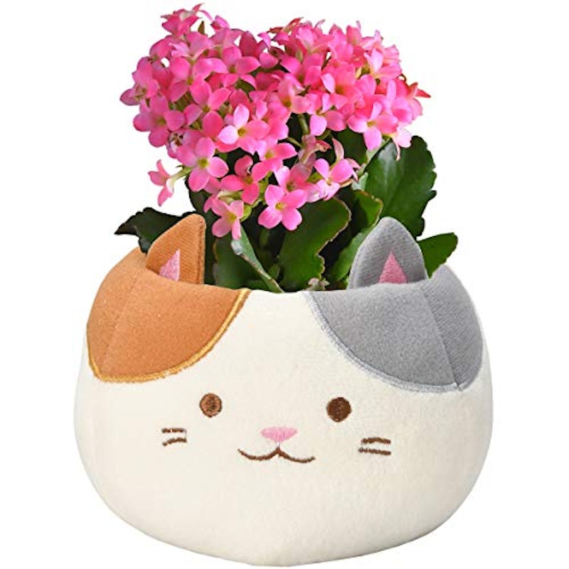 カランコエ鉢植え 1