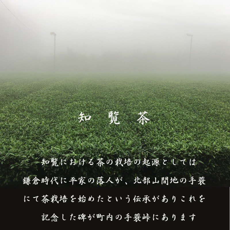 知覧茶 新茶 2