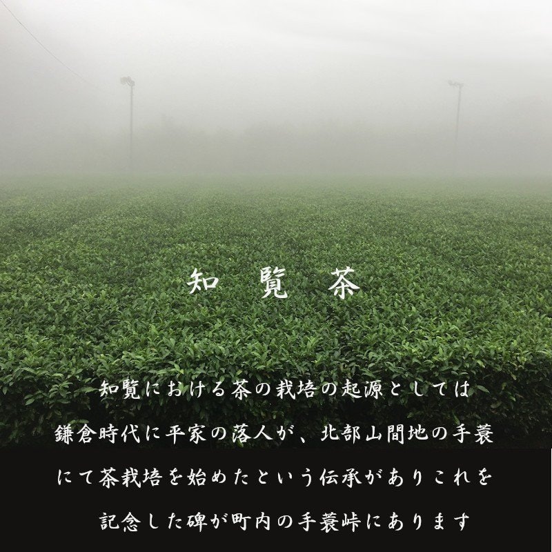 知覧茶 新茶 2