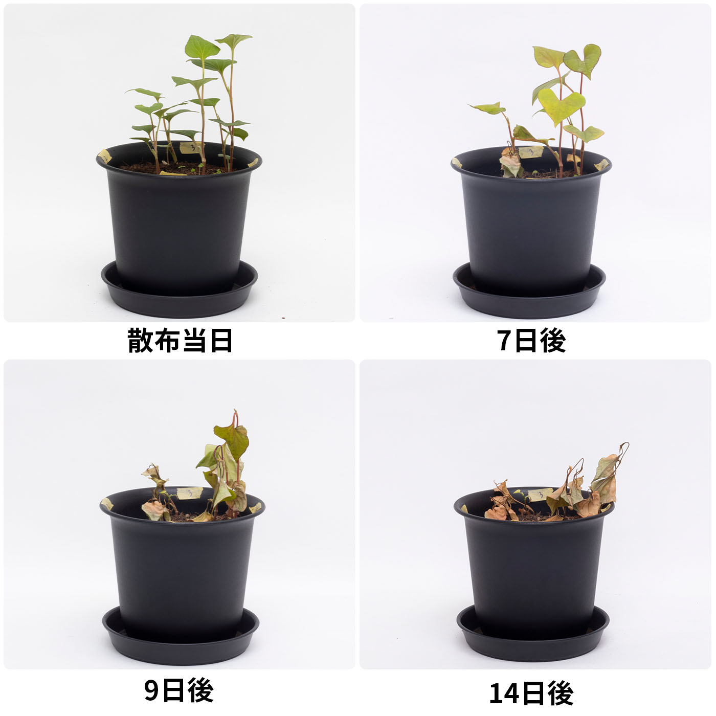 サンフーロン 原液タイプ 3