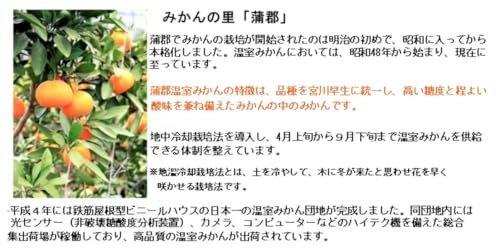 蒲郡温室みかんSサイズ2.5kg 2