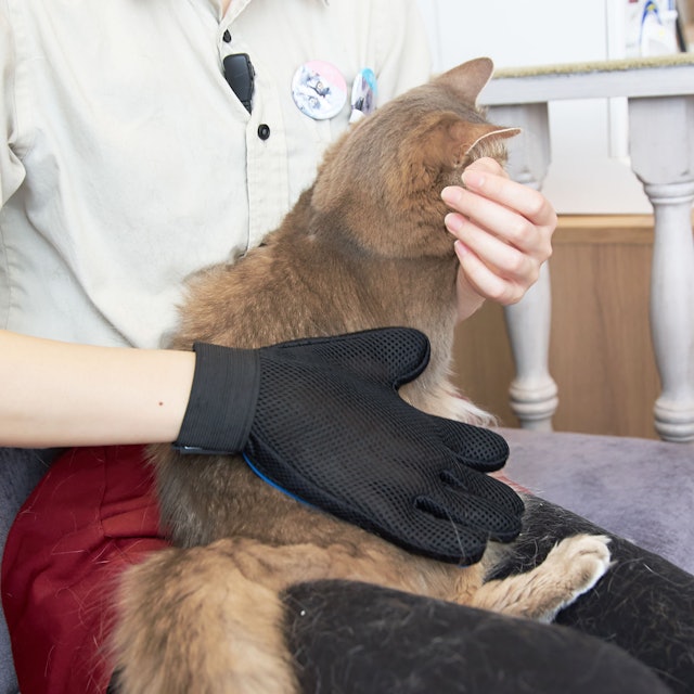 徹底比較 猫用ブラシのおすすめ人気ランキング10選 Mybest 徹底比較 猫用ブラシのおすすめ人気ランキング10選 Mybest