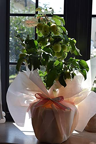 長寿紅リンゴの鉢植え 4