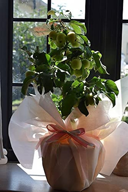 長寿紅リンゴの鉢植え 4