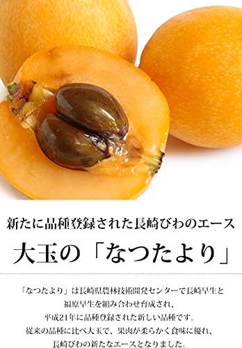 長崎びわ なつたより 露地栽培 5
