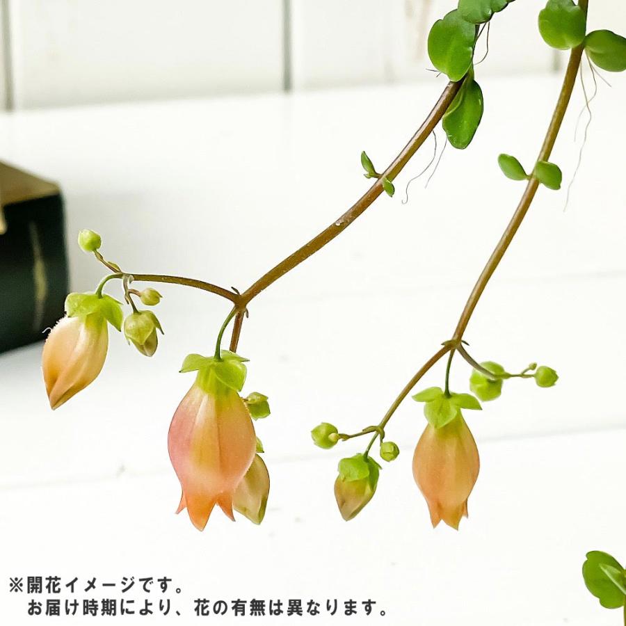 カランコエ フィフィ 2