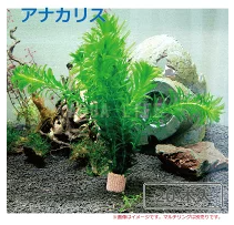 22年 金魚に合う水草のおすすめ人気ランキング9選 Mybest