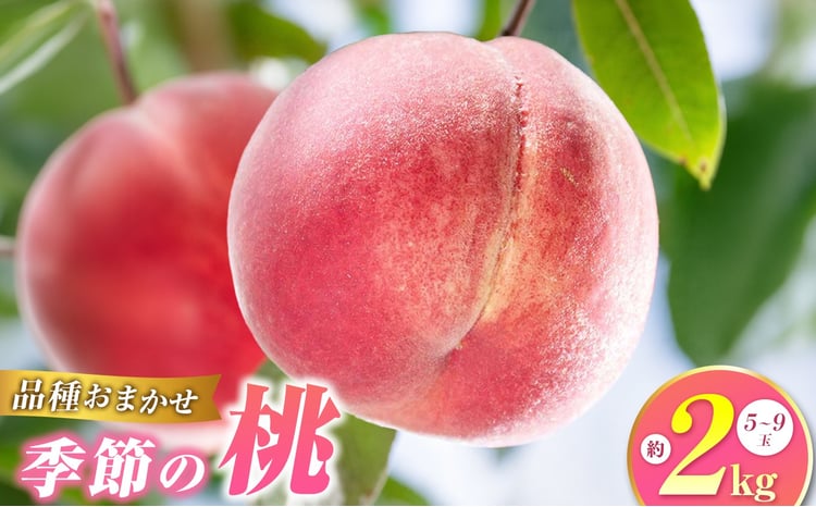 季節の桃 1