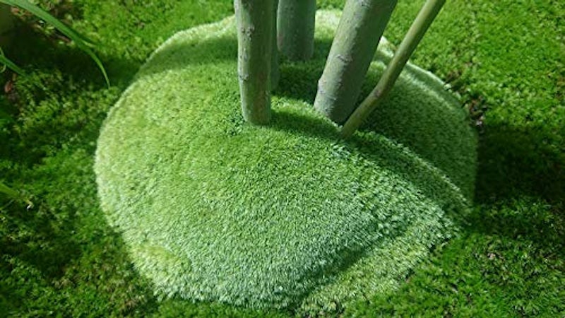 山苔 3