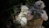null RAID2 1