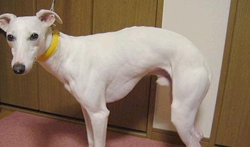 皮膚が赤くならない イタグレウィペット専用首輪 4