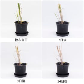 大成農材 サンフーロン 原液タイプをレビュー!クチコミ・評判をもとに徹底検証 4