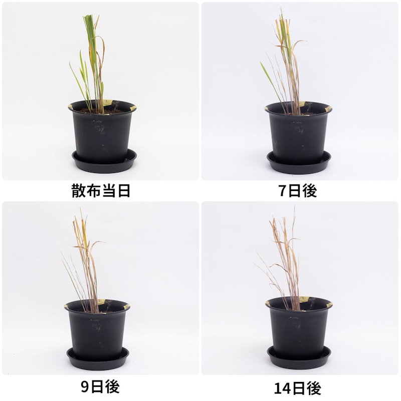サンフーロン 原液タイプ 4