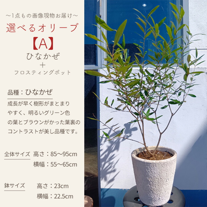 選べるオリーブ 2