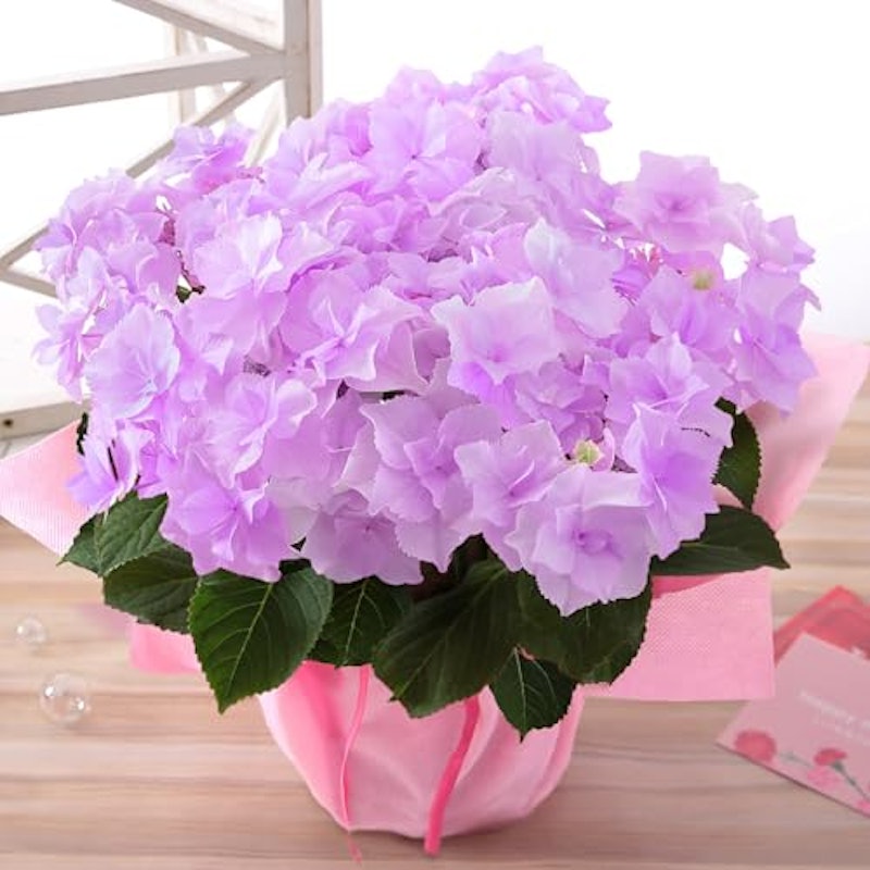 アジサイ 巡恋花エレガンス 1