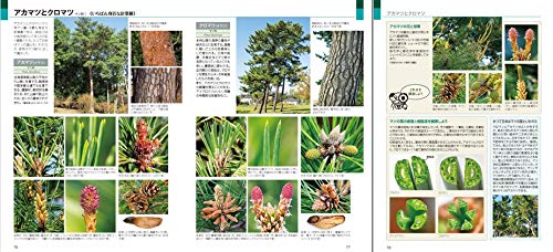樹木博士入門 3