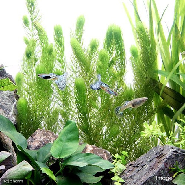 21年 メダカにおすすめの水草のおすすめ人気ランキング15選 Mybest