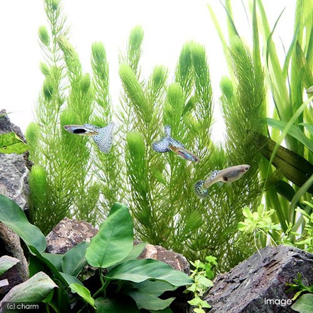 21年 メダカにおすすめの水草のおすすめ人気ランキング15選 Mybest 21年 メダカにおすすめの水草のおすすめ人気ランキング15選 Mybest