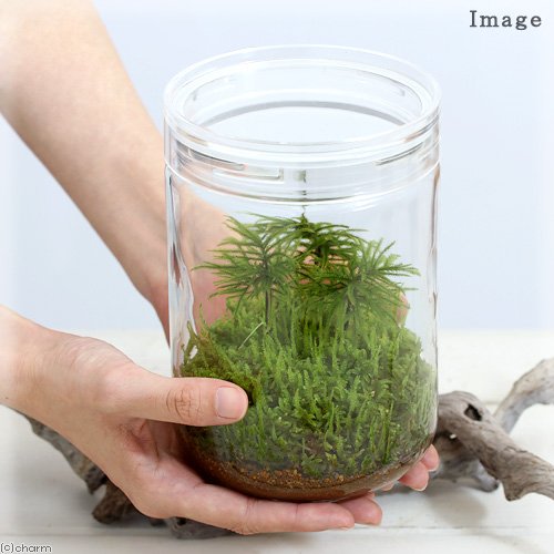 苔Terrarium 2