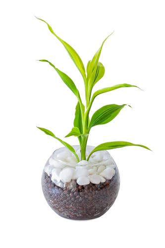 観葉植物 1
