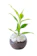 グルーブースト 観葉植物 1