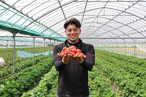 九州の宝物 冷凍あまおう 2