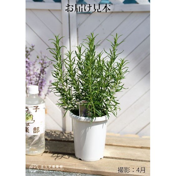 22年 虫除け用ハーブの鉢のおすすめ人気ランキング9選 Mybest